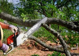 Best Root Management and Removal  in Lla Lla East, WA